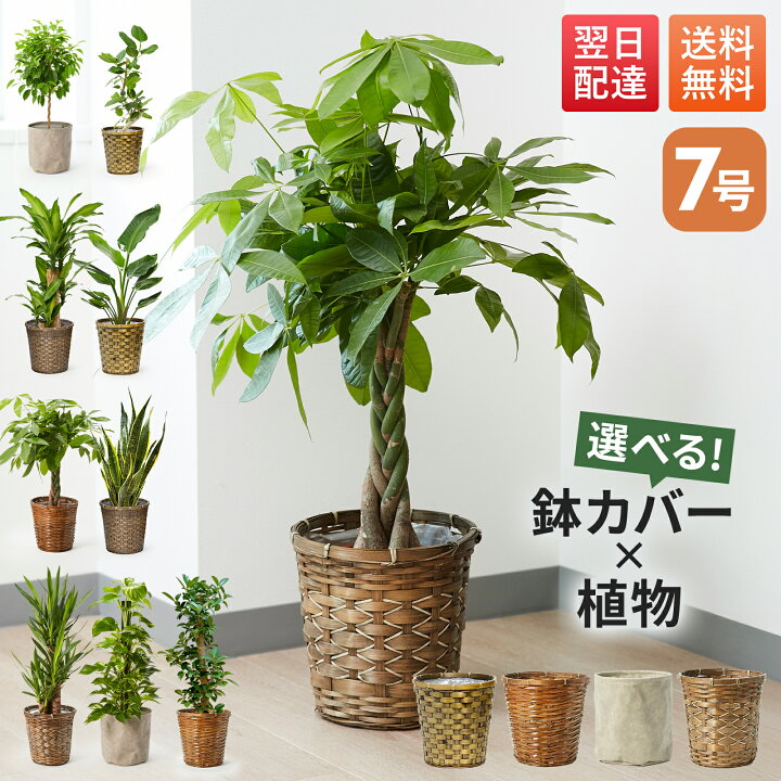 楽天市場】【翌日配送】観葉植物 7号 本物 パキラ ガジュマル 