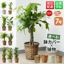 【翌日配送】 観葉植物 7号 本物 パキラ ガジュマル サンスベリア ドラセナ インテリア 室内 おしゃれ 開店祝い 新築…