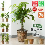 【翌日配送】 観葉植物 7号 本物 パキラ ガジュマル サンスベリア ドラセナ インテリア 室内 おしゃれ 開…