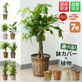 【翌日配送】 観葉植物 7号 本物 パキラ ガジュマル サンスベリア ドラセナ インテリア 室内 おしゃれ 開店祝い 新築祝い 開業祝い 引越し祝い 新築祝い お祝い ギフト