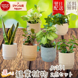 あす楽 13時まで お試し2点セット ポトス＆アイビー 鉢付き 3寸 ミニ観葉植物 幸運の木 風水 インテリア 室内 オシャレ 70代 あす楽 翌日配送 お中元 オフィス 開店祝い 結婚式 新築祝い 就職祝い 開業祝い