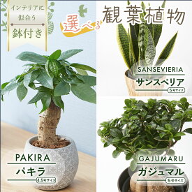 観葉植物 ミニサイズ パキラ ガジュマル サンスベリア ボール型陶器付き 4.5号 5寸 5号 サイズ サンセベリア 幸運の木 風水 インテリア オシャレ 開店祝い 結婚式 新築祝い 就職祝い 開業祝い 記念日 引越し祝い お歳暮 ブルーミー
