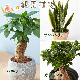 選べる観葉植物　パキラ ガジュマル サンスベリア ボール型陶器付き　4.5号 5寸 5号 6寸 6号サイズ サンセベリア 観葉植物 幸運の木 風水 インテリア オシャレ 開店祝い 結婚式 新築祝い 就職祝い 開業祝い 記念日 引越し祝い