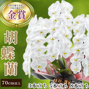 yN[|zzzӒ() 3{ 42ֈȏ 5{ 70ֈȏ 8{ 104ֈȏ 75`95cm ~fB 2{14ֈȏ Iׂ郉bsO j v[g   Ӓ Mtg j