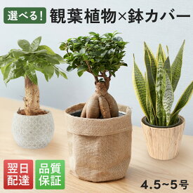 【翌日配送】観葉植物 5号 パキラ ガジュマル サンスベリア ボール型陶器付き 4.5号 5寸 5号 サイズ サンセベリア 幸運の木 風水 インテリア オシャレ 開店祝い 結婚式 新築祝い 就職祝い 開業祝い 記念日 引越し祝い お歳暮 ブルーミー