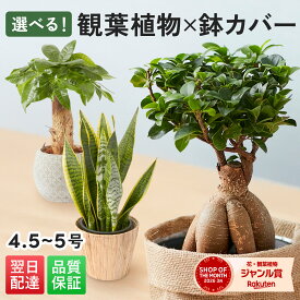 【翌日配送】観葉植物 5号 パキラ ガジュマル サンスベリア ボール型陶器付き 4.5号 5寸 5号 サイズ サンセベリア 幸運の木 風水 インテリア オシャレ 開店祝い 結婚式 新築祝い 就職祝い 開業祝い 記念日 引越し祝い お歳暮 ブルーミー