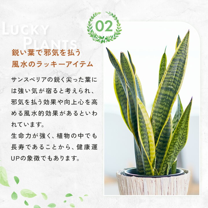 楽天市場】【翌日配送】サンスベリア 5号4.5号 選べる鉢 観葉植物 あす 