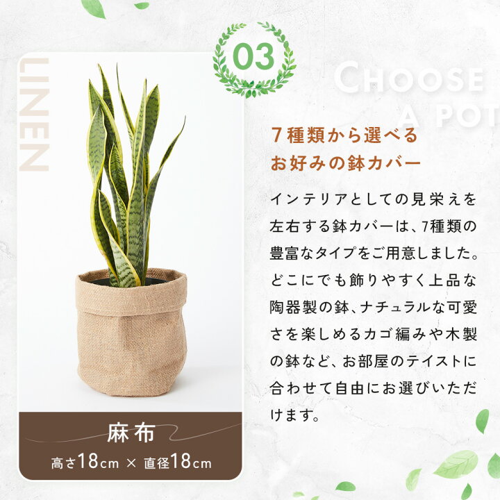 楽天市場】【翌日配送】サンスベリア 5号4.5号 選べる鉢 観葉植物 あす 