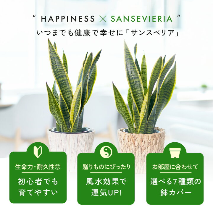 楽天市場】【翌日配送】サンスベリア 5号4.5号 選べる鉢 観葉植物 あす 