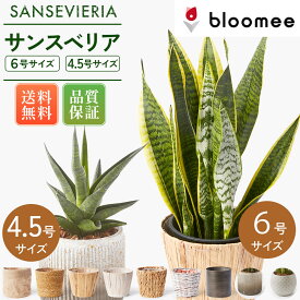 ブルーミー / bloomee【メーカー希望小売価格 4,820円→4,380円】 サンセベリア サンスベリア 6号4.5号 選べる鉢 観葉植物 幸運の木 風水 インテリア オシャレ 開店祝い 結婚式 新築祝い 就職祝い 開業祝い 記念日 引越し祝い 移転祝い おしゃれ 花 ギフト プレゼント