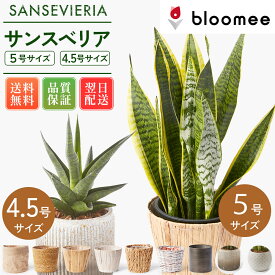 【翌日配送 品質保証】サンスベリア 5号4.5号 選べる鉢 観葉植物 あす楽 幸運の木 風水 インテリア オシャレ 開店祝い 結婚式 新築祝い 就職祝い 開業祝い 記念日 引越し祝い 移転祝い おしゃれ 花 ギフト プレゼント 70代お歳暮 クリスマス