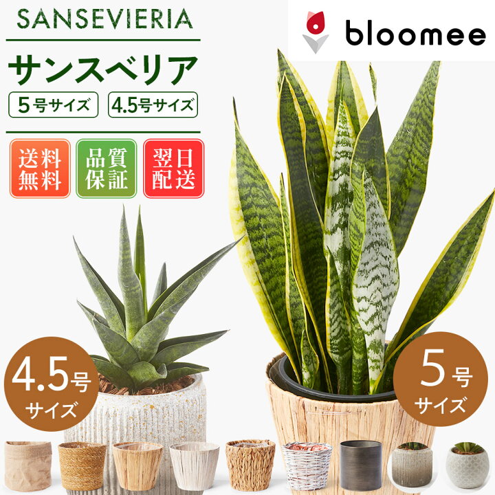 楽天市場】【翌日配送】サンスベリア 5号4.5号 選べる鉢 観葉植物 あす 