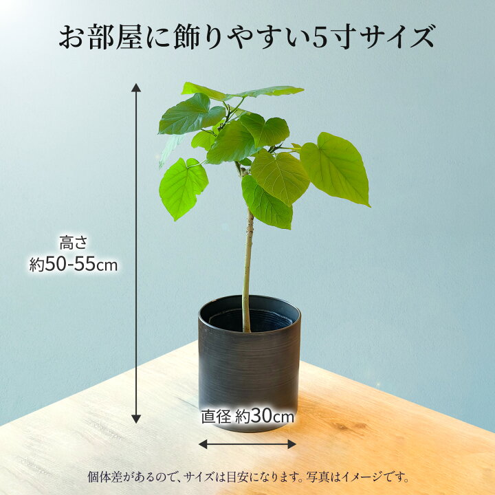 楽天市場】【翌日配送】観葉植物 ウンベラータ 5寸 5号 選べる鉢カバー 