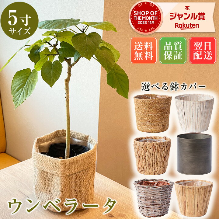 楽天市場】【翌日配送】観葉植物 ウンベラータ 5寸 5号 選べる鉢カバー 