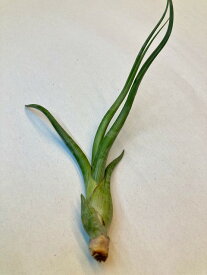 エアプランツ ベイレイ Sサイズ エアープランツ チランジア 観葉植物 Airplants 着生植物 ティランジア プレゼント ギフト 敬老 インテリア プランツ 贈り物 誕生日