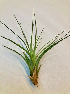 GAvc mNeEgR[ STCY GA[vc `WA ϗtA Airplants A eBWA v[g Mtg hV CeA vc 蕨 a