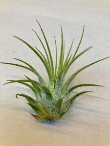 GAvc CIi^ECIi^ STCY GA[vc `WA ϗtA Airplants A eBWA v[g Mtg hV CeA vc 蕨 a