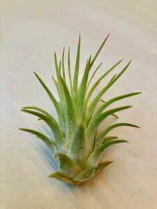 GAvc CIi^Eu eE STCY GA[vc `WA ϗtA Airplants A eBWA v[g Mtg hV CeA vc 蕨 a