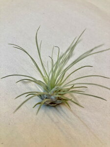 GAvc tbNV[ eE STCY GA[vc `WA ϗtA Airplants A eBWA v[g Mtg hV CeA vc 蕨 a