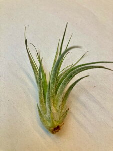 コルビー 観葉植物の人気商品 通販 価格比較 価格 Com