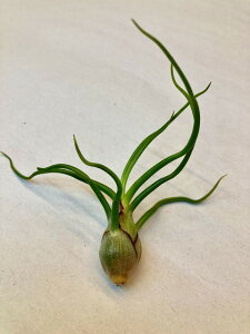 GAvc u{[T eE STCY GA[vc `WA ϗtA Airplants A eBWA v[g Mtg hV CeA vc 蕨 a