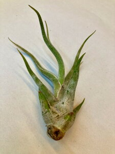 GAvc JvgEhDT[G eE STCY GA[vc `WA ϗtA Airplants A eBWA v[g Mtg hV CeA vc 蕨 a