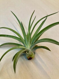 エアプランツ ベルティナ テラリウム Sサイズ エアープランツ チランジア 観葉植物 Airplants 着生植物 ティランジア プレゼント ギフト 敬老 インテリア プランツ 贈り物 誕生日