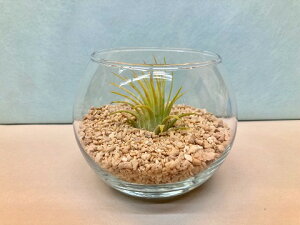 GAvc CIi^Eu eE ۃKX TS GA[vc `WA ϗtA Airplants A eBWA v[g Mtg hV CeA vc 蕨 