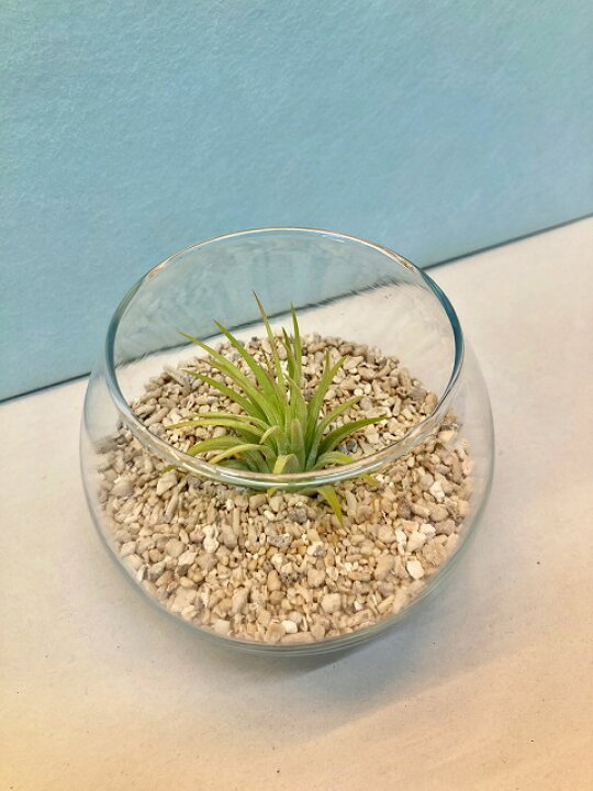 楽天市場 エアプランツ イオナンタ ルブラ テラリウム 丸ガラス サンゴ砂 エアープランツ チランジア 観葉植物 Airplants 着生植物 ティランジア プレゼント ギフト 敬老 インテリア プランツ 贈り物 誕生日 ブルーミンググレイス 楽天市場 エアプランツ イオナンタ ルブラ テラリウム 丸ガラス サンゴ砂 エアープランツ チランジア 観葉植物 Airplants 着生植物 ティランジア プレゼント ギフト 敬老 インテリア プランツ 贈り物 誕生日 ブルーミンググレイス