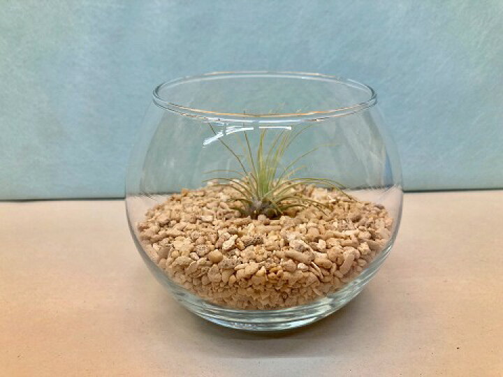 楽天市場 エアプランツ フックシー テラリウム 丸ガラス サンゴ砂 エアープランツ チランジア 観葉植物 Airplants 着生植物 ティランジア プレゼント ギフト 敬老 インテリア プランツ 贈り物 誕生日 ブルーミンググレイス 楽天市場 エアプランツ フックシー テラリウム 丸ガラス サンゴ砂 エアープランツ チランジア 観葉植物 Airplants 着生植物 ティランジア プレゼント ギフト 敬老 インテリア プランツ 贈り物 誕生日 ブルーミンググレイス
