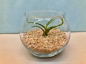 観葉植物 エアプランツ テラリウムの人気商品 通販 価格比較 価格 Com