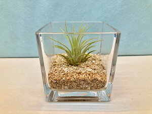 観葉植物 エアプランツ テラリウムの人気商品 通販 価格比較 価格 Com