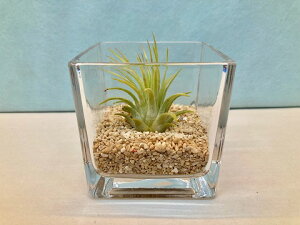 GAvc CIi^Eu eE ubNKX GA[vc `WA ϗtA Airplants A eBWA v[g Mtg hV CeA vc 蕨 a