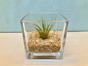 観葉植物 エアプランツ テラリウムの人気商品 通販 価格比較 価格 Com