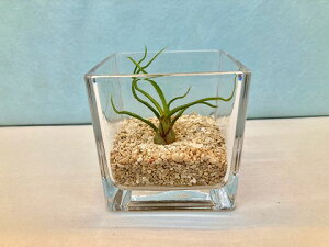 エアプランツ ガラス 観葉植物の人気商品 通販 価格比較 価格 Com