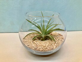 エアプランツ ベルティナ テラリウム 丸ガラス エアープランツ チランジア 観葉植物 Airplants 着生植物 ティランジア プレゼント ギフト 敬老 インテリア プランツ 贈り物 誕生日