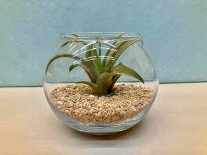 GAvc Js^[^ eE ۃKX GA[vc `WA ϗtA Airplants A eBWA v[g Mtg hV CeA vc 蕨 a