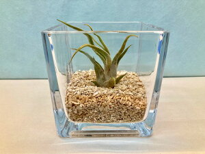 観葉植物 エアプランツ テラリウムの人気商品 通販 価格比較 価格 Com