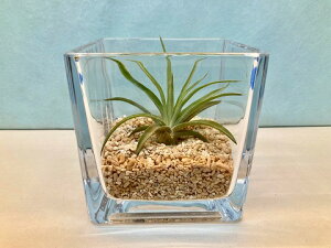 GAvc xeBi eE ubNKX GA[vc `WA ϗtA Airplants A eBWA v[g Mtg hV CeA vc 蕨 a