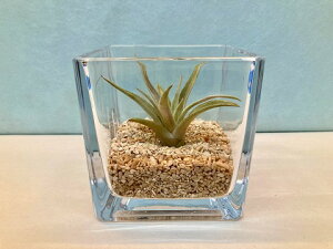 GAvc nV[ eE ubNKX GA[vc `WA ϗtA Airplants A eBWA v[g Mtg hV CeA vc 蕨 a