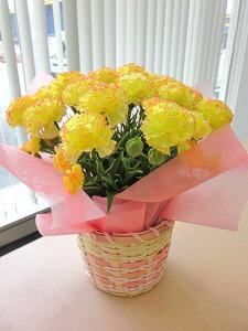 G} J[l[V CG[ JSt A[gt[  ~j C@  AW ̓ Mtg v[g 蕨