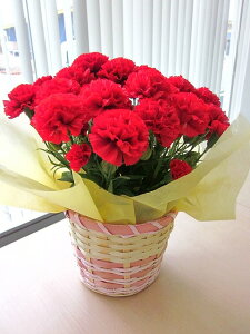 G} J[l[V bh JSt A[gt[  ~j C@  AW ̓ Mtg v[g 蕨