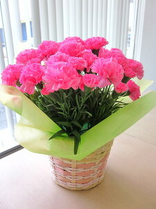 光触媒 カーネーション ピンク カゴ付き アートフラワー 送料無料 ミニ 空気清浄機 造花 アレンジ 母の日 ギフト プレゼント 贈り物