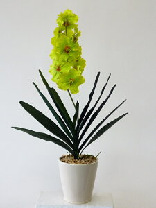 hhG}A[gt[iԁj o_ 1{iCG[j蕨E̓EVzjEJXjEaELOEƎEwEMtgEΕENɁysmtb-sz