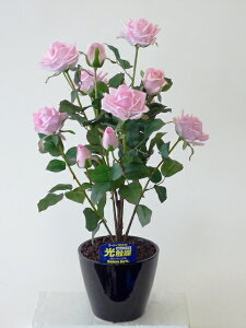 hhG}A[gt[iԁj@΂ioEKNj1{isNjԂƊԈႦقǂ̃AȎБ̌ĂB蕨E̓EVzjEJXjEaE