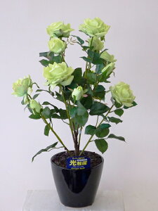 hhG}A[gt[iԁj@΂ioEKNj1{iO[jԂƊԈႦقǂ̃AȎБ̌ĂB蕨E̓EVzjEJXjEa