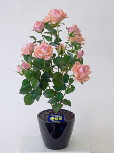 hhG}A[gt[iԁj@΂ioEKNj1{iT[sNjԂƊԈႦقǂ̃AȎБ̌ĂB蕨E̓EVzjEJXjE