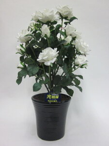 hhG}A[gt[iԁj@΂ioEKNj2{izCgjԂƊԈႦقǂ̃AȎБ̌ĂB蕨E̓EVzjEJXjEa