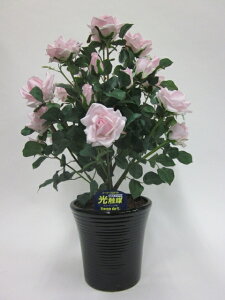 hhG}A[gt[iԁj@΂ioEKNj2{isNjԂƊԈႦقǂ̃AȎБ̌ĂB蕨E̓EVzjEJXjEaE