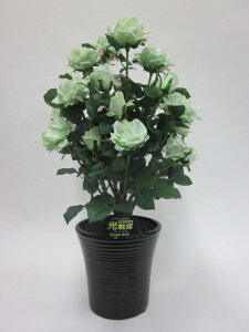 hhG}A[gt[iԁj@΂ioEKNj2{iO[jԂƊԈႦقǂ̃AȎБ̌ĂB蕨E̓EVzjEJXjEa